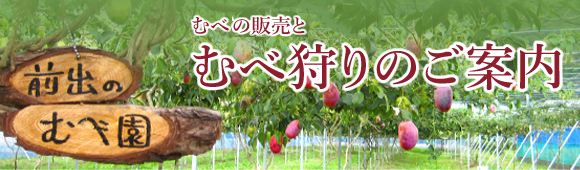 むべ・あけびの販売とむべ狩りのご案内